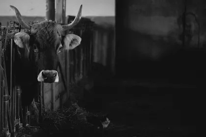 A horned cow looking out from a feed rack in a dark barn, a cat lying on the straw beside it, in black and white