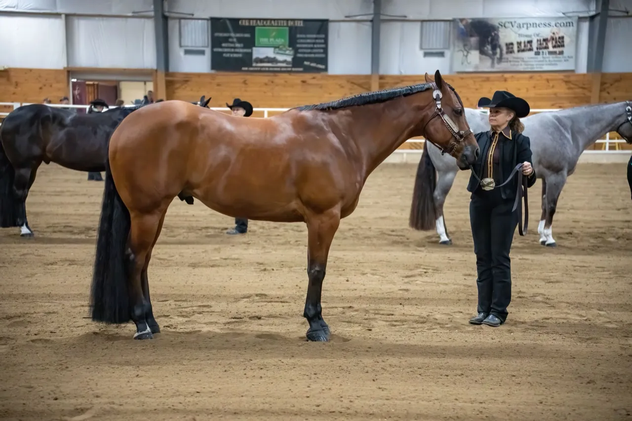 A bay Quarter Horse stood square by a handler in black at an indoor halter class, two other horses waiting behind