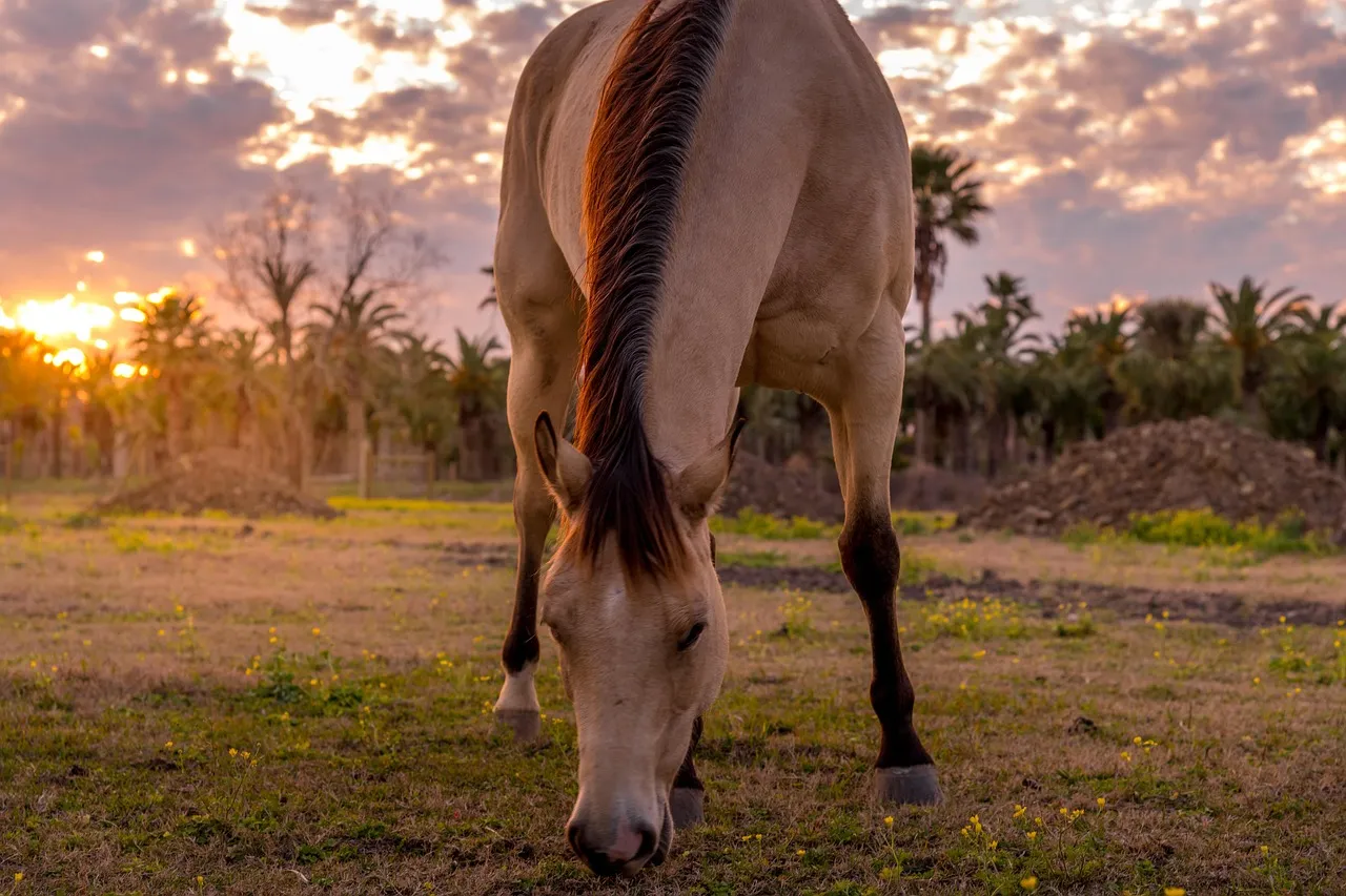 A buckskin grazing at sunset on flat Texas pasture, palm trees dark against an orange sky