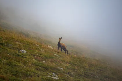 A chamois standing on a misty grassy mountain slope with scattered rocks