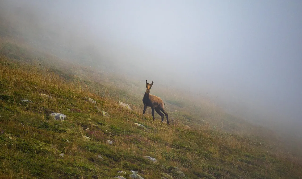 A chamois standing on a misty grassy mountain slope with scattered rocks