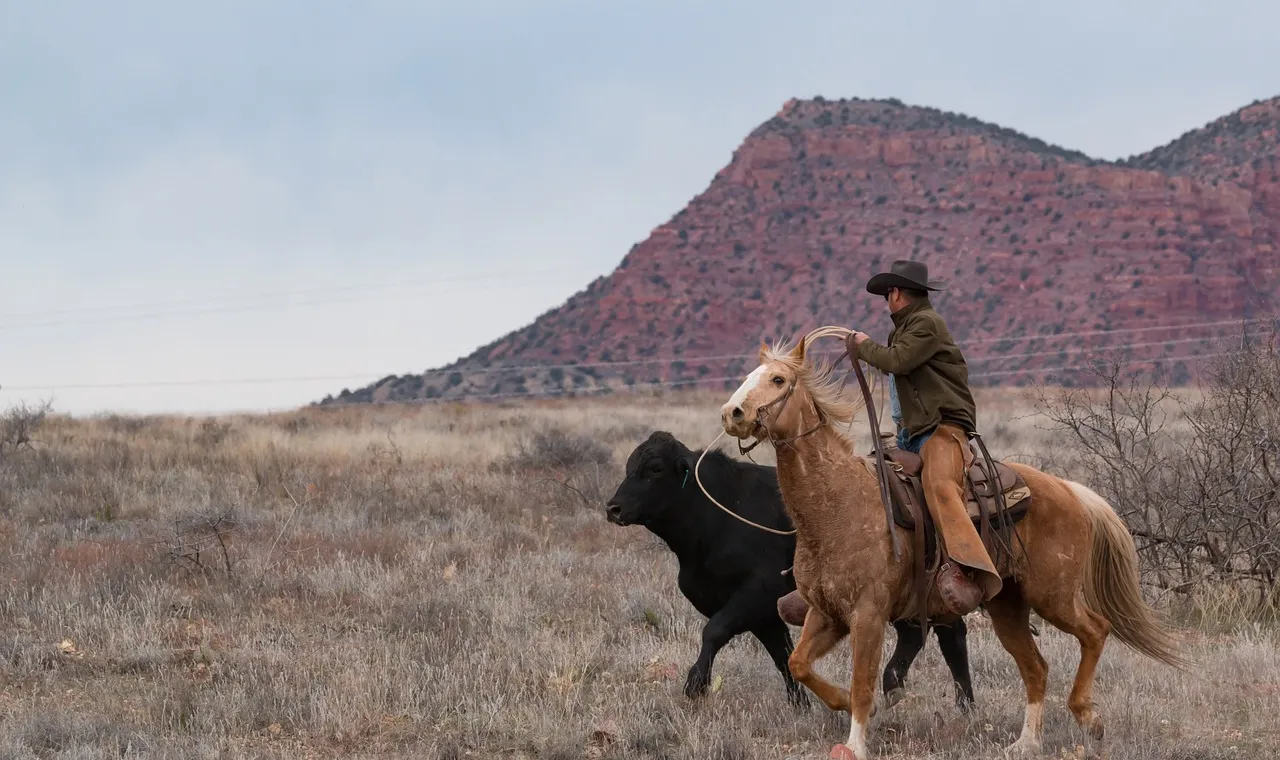 A rider on a palomino horse turning a black cow across dry open grassland, with red rock bluffs behind them