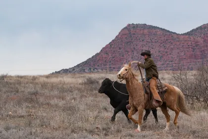 A rider on a palomino horse turning a black cow across dry open grassland, with red rock bluffs behind them
