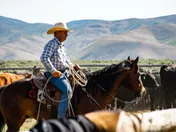 A cowboy in a straw hat with a coiled rope sitting a bay horse among black and red cattle, dry hills behind