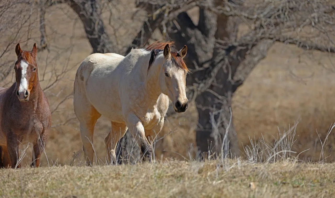 A pale dun horse walking through dry winter pasture with a red roan companion behind, bare trees beyond