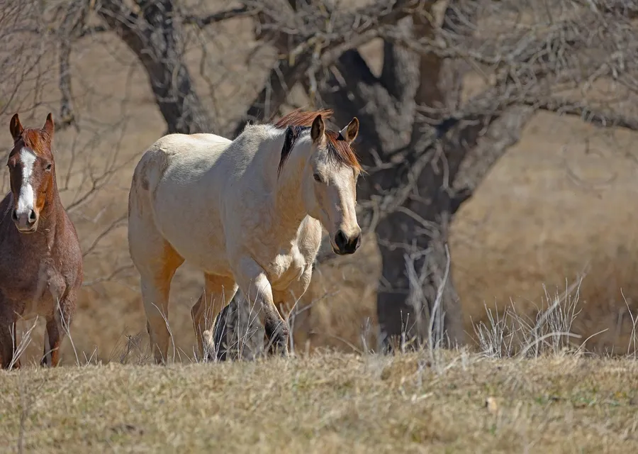 A pale dun horse walking through dry winter pasture with a red roan companion behind, bare trees beyond