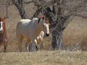 A pale dun horse walking through dry winter pasture with a red roan companion behind, bare trees beyond