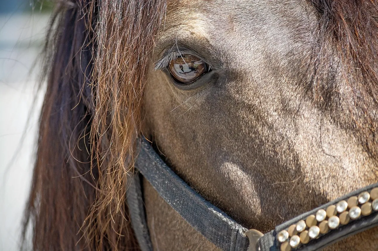 Close-up of a dun mare's dark eye under a heavy brown forelock, a spotted browband below