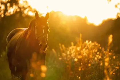 A chestnut horse standing in long grass at sunset, backlit, head and neck at its own natural height