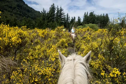 A rider on a white horse moving through low scrub and trees in open Argentine country