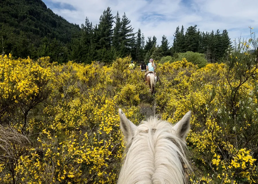 A rider on a white horse moving through low scrub and trees in open Argentine country