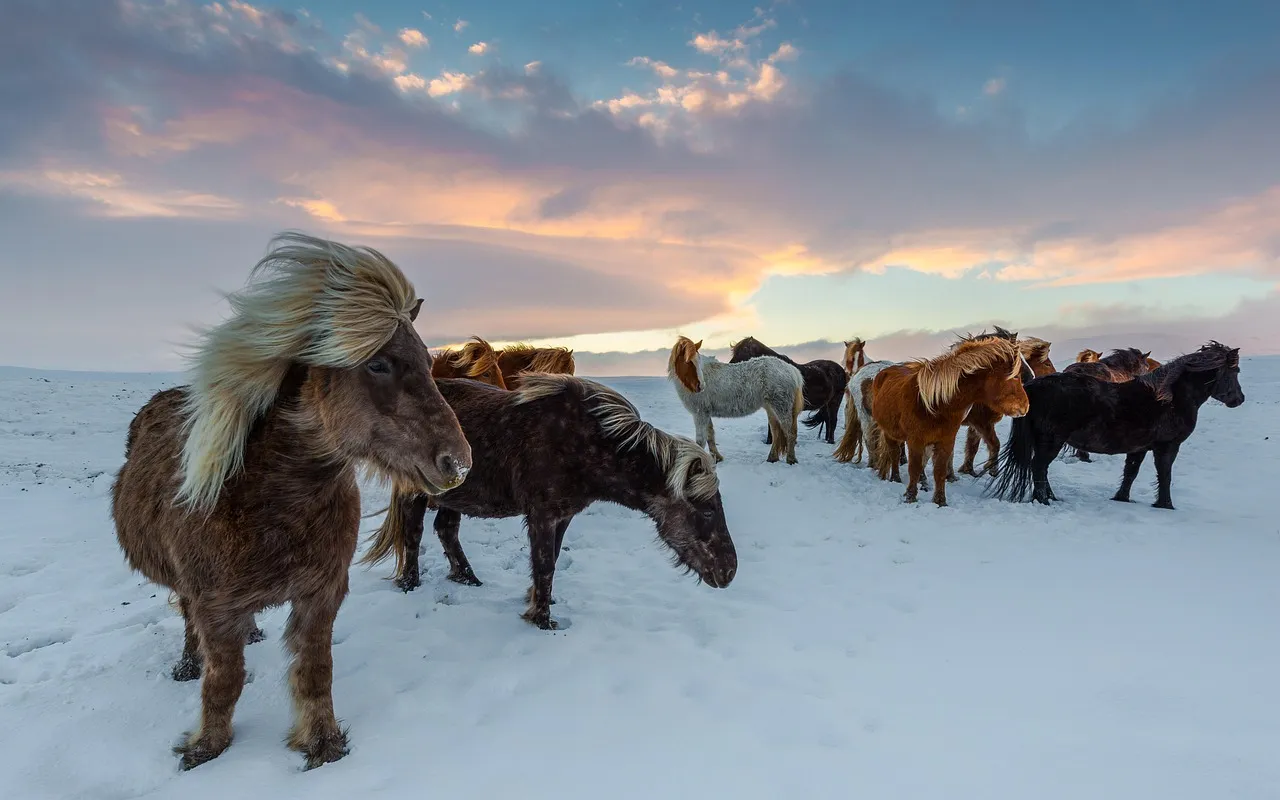 A herd of Icelandic horses standing in snow at sunset, their long manes blown sideways by the wind