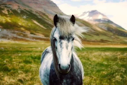 A pale Icelandic horse standing in open Icelandic country, low hills and grey sky behind