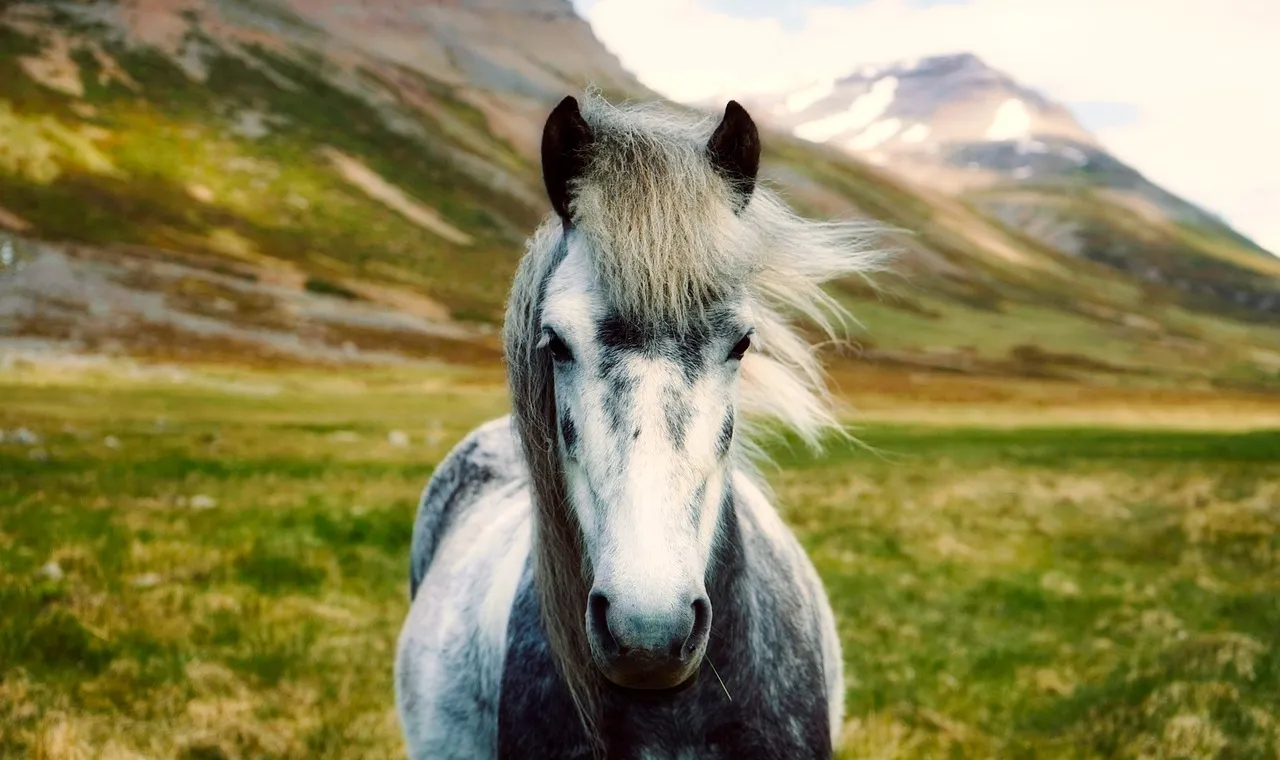 A pale Icelandic horse standing in open Icelandic country, low hills and grey sky behind