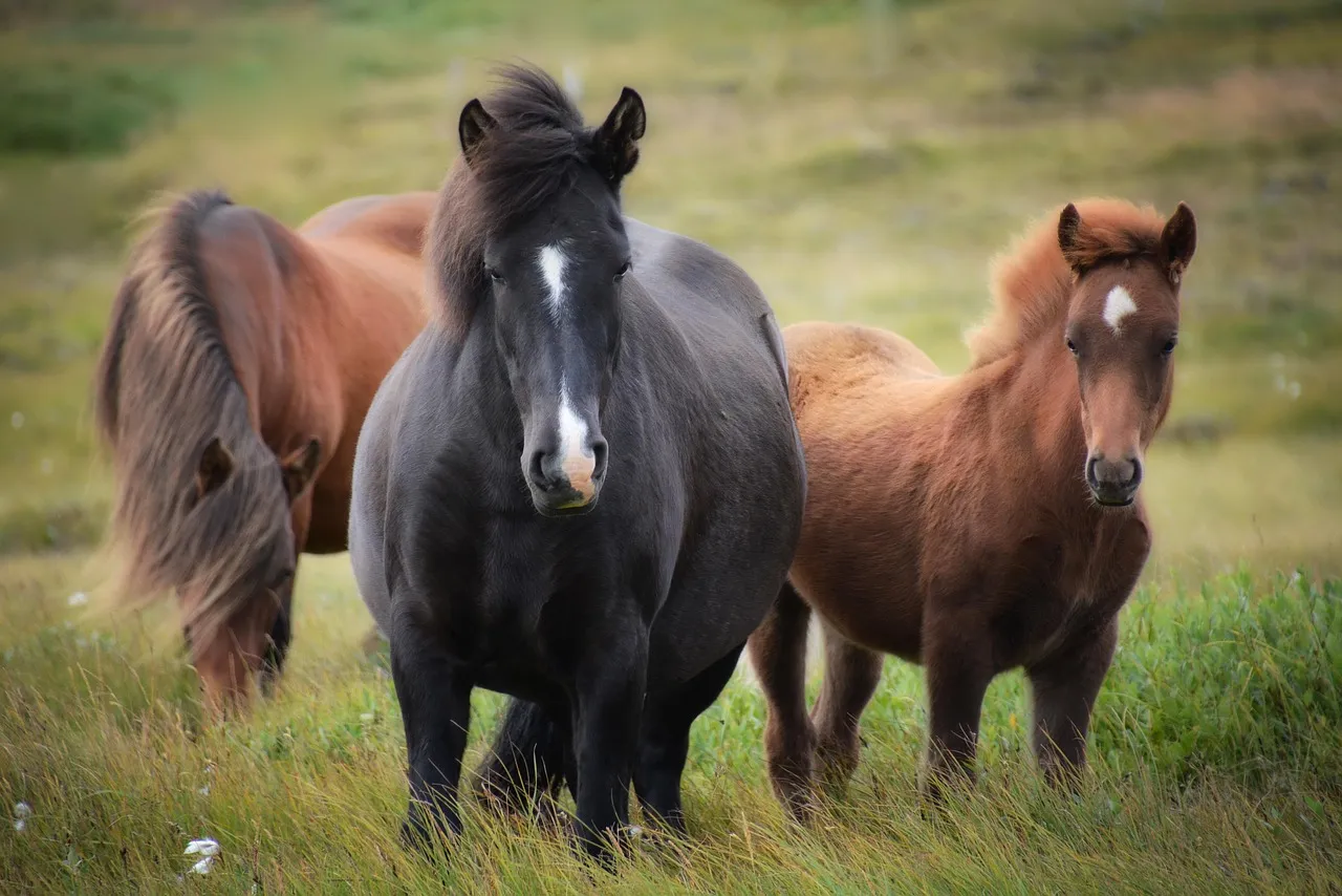 A dark Icelandic mare with a white blaze standing beside her chestnut foal in a green meadow