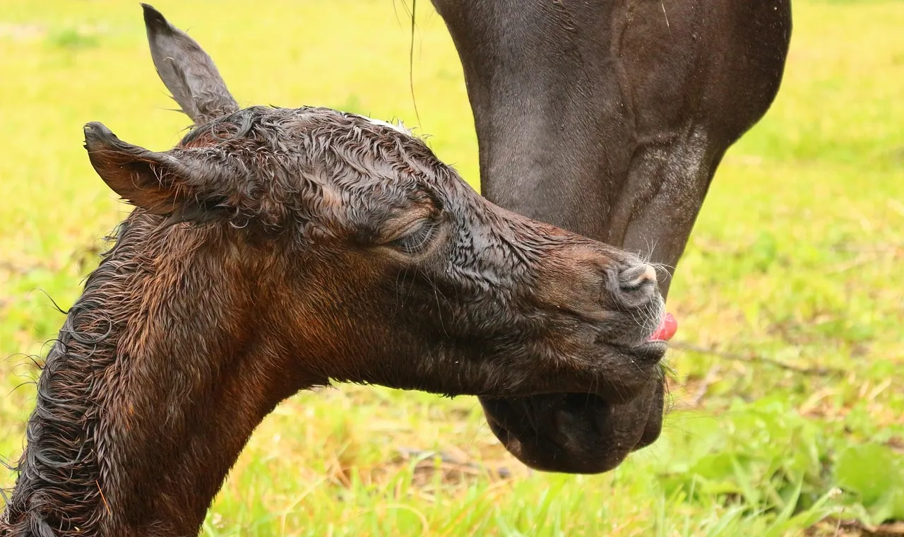 A wet newborn chestnut foal being nuzzled by its dark mother on grass