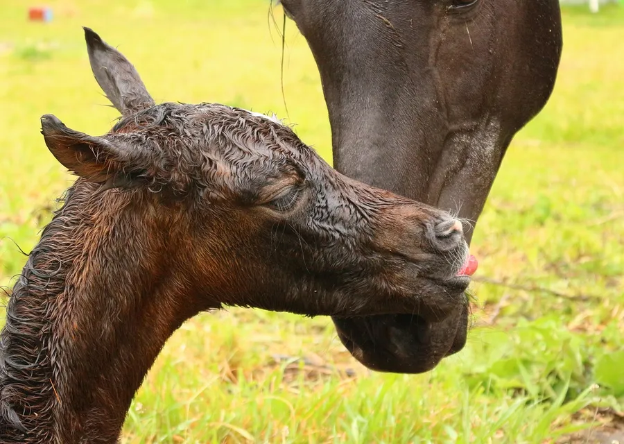 A wet newborn chestnut foal being nuzzled by its dark mother on grass