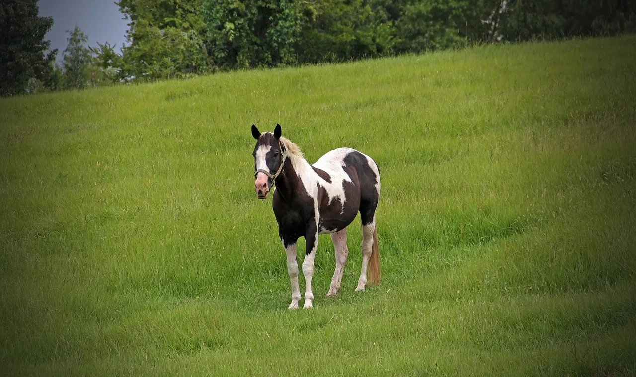 A black and white pinto horse with a blaze standing in a sloping green meadow, trees behind