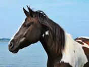 A pinto horse standing in shallow water, its reflection breaking around its legs