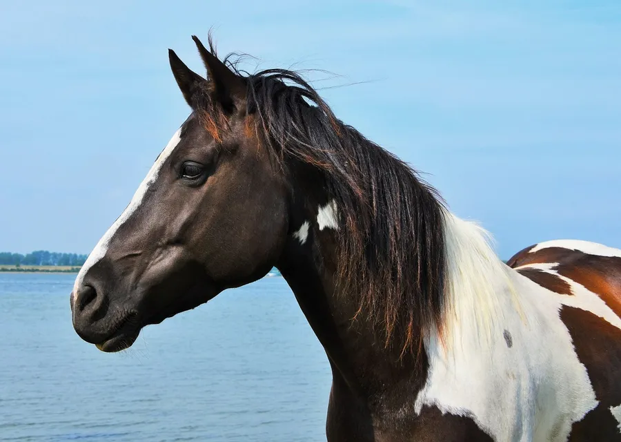 A pinto horse standing in shallow water, its reflection breaking around its legs