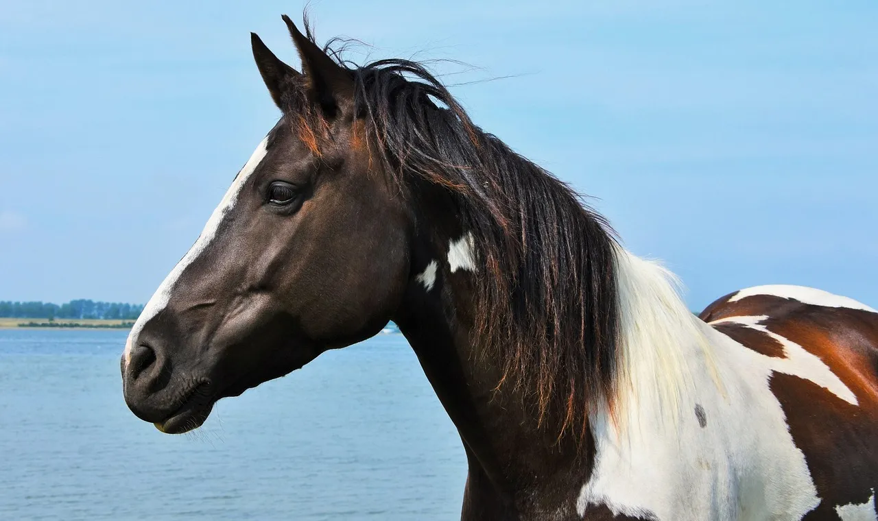 A pinto horse standing in shallow water, its reflection breaking around its legs