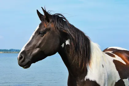 A pinto horse standing in shallow water, its reflection breaking around its legs