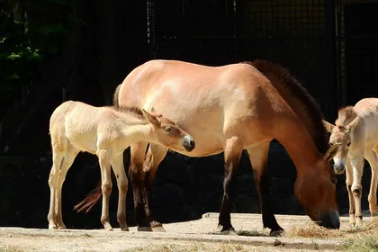 A stocky dun Przewalski's horse standing in short grass