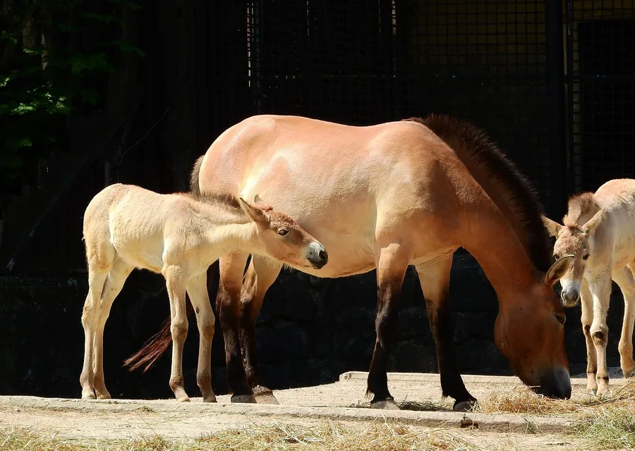A stocky dun Przewalski's horse standing in short grass