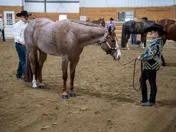 A red roan Quarter Horse standing square for a young handler in a black hat at an indoor halter class