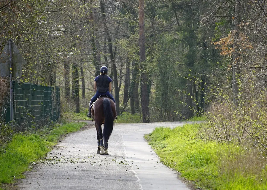 A rider on a bay horse on a sandy track through open woodland in spring