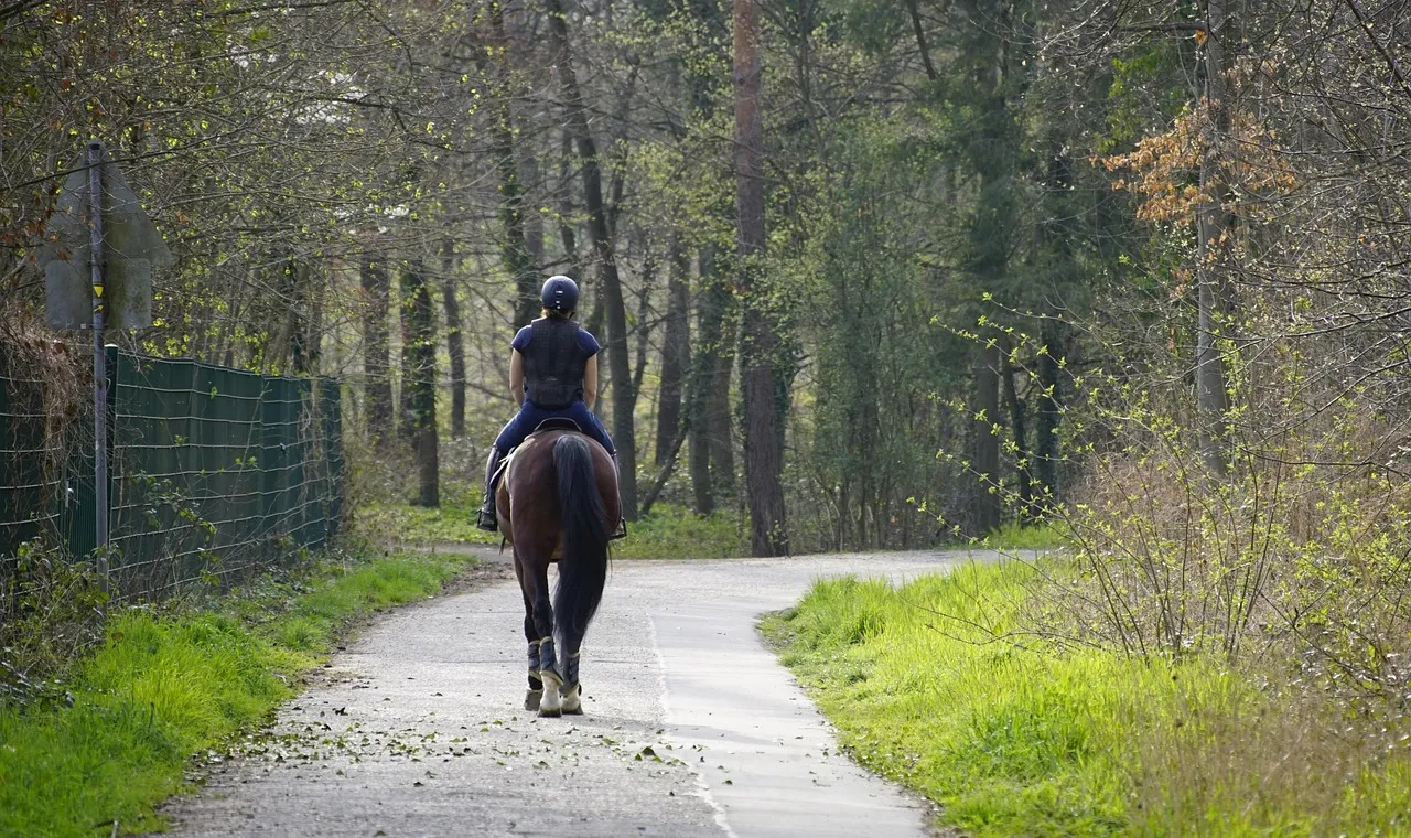 A rider on a bay horse on a sandy track through open woodland in spring