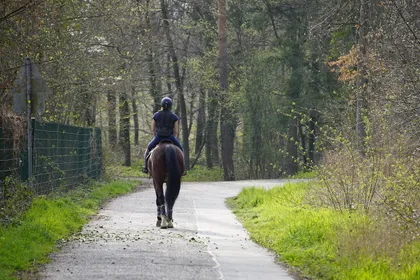 A rider on a bay horse on a sandy track through open woodland in spring