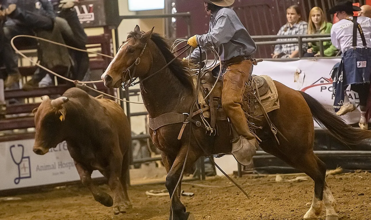A roper in chaps on a bay horse leaning forward with his rope thrown, a brown steer running ahead of him in an indoor arena