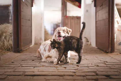 A collie lying in a straw-strewn stable aisle with a tortoiseshell cat walking past it, stable doors open on both sides