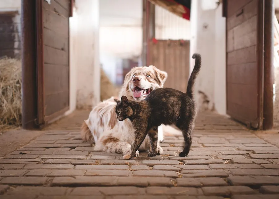 A collie lying in a straw-strewn stable aisle with a tortoiseshell cat walking past it, stable doors open on both sides