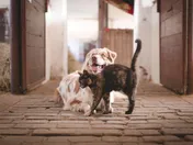 A collie lying in a straw-strewn stable aisle with a tortoiseshell cat walking past it, stable doors open on both sides