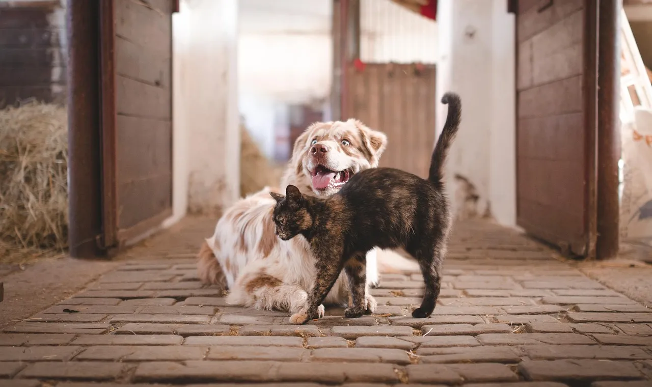 A collie lying in a straw-strewn stable aisle with a tortoiseshell cat walking past it, stable doors open on both sides