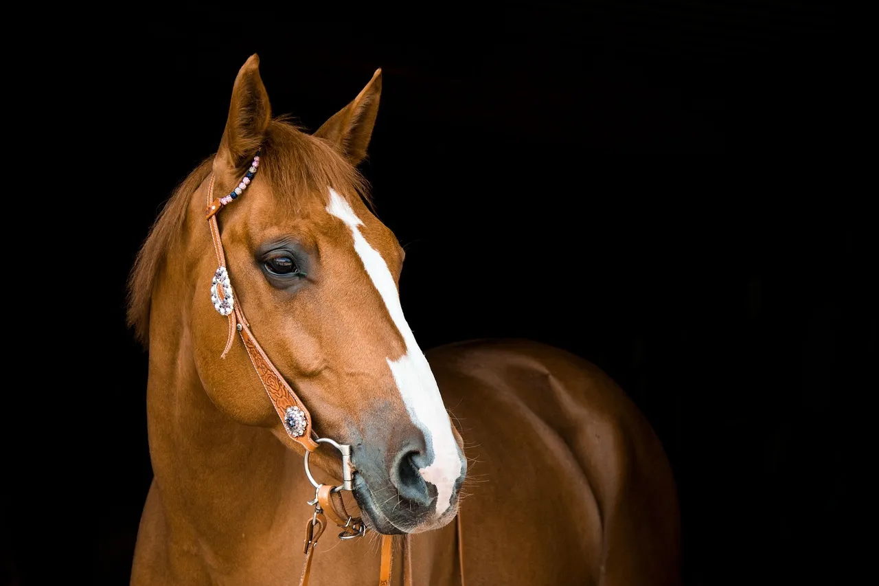 A chestnut horse in a silver-mounted western headstall photographed against black