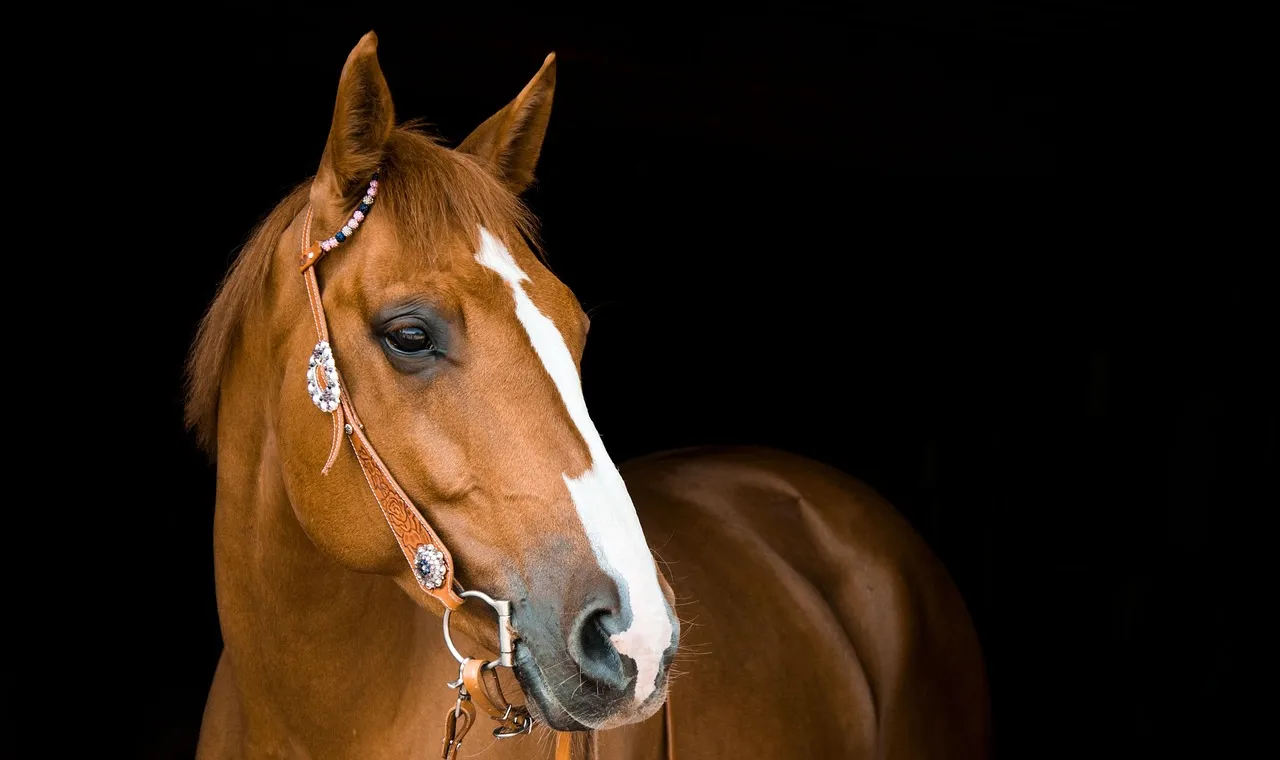 A chestnut horse with a white blaze wearing a silver-mounted western headstall and bit, photographed against a black background