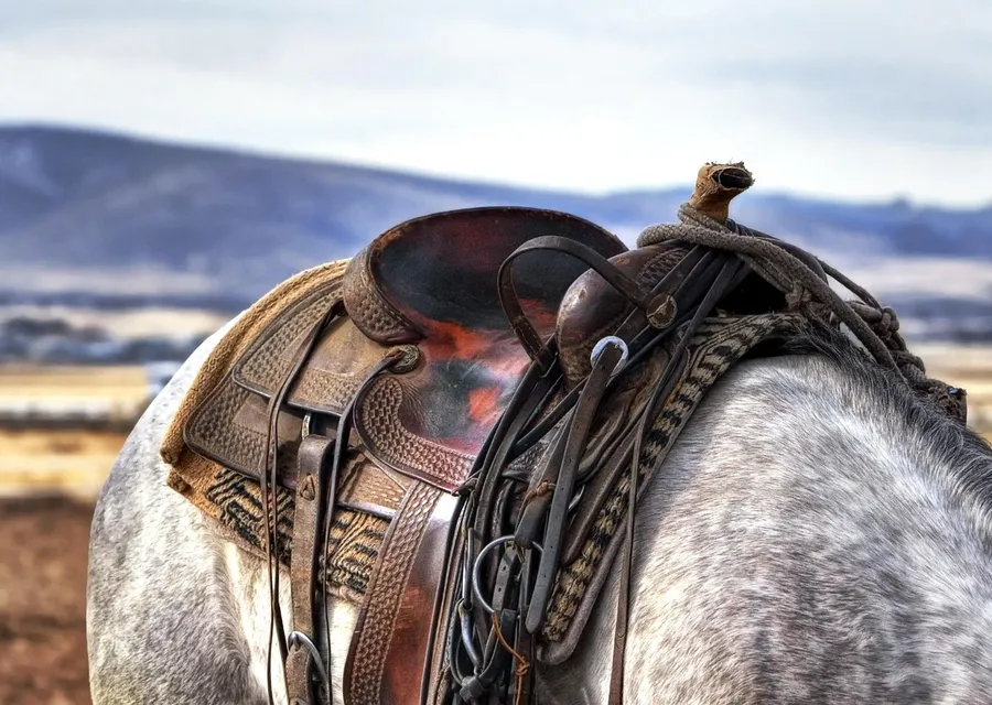 A worn tooled western saddle and bridle on the back of a dappled grey horse, with open country and low hills behind